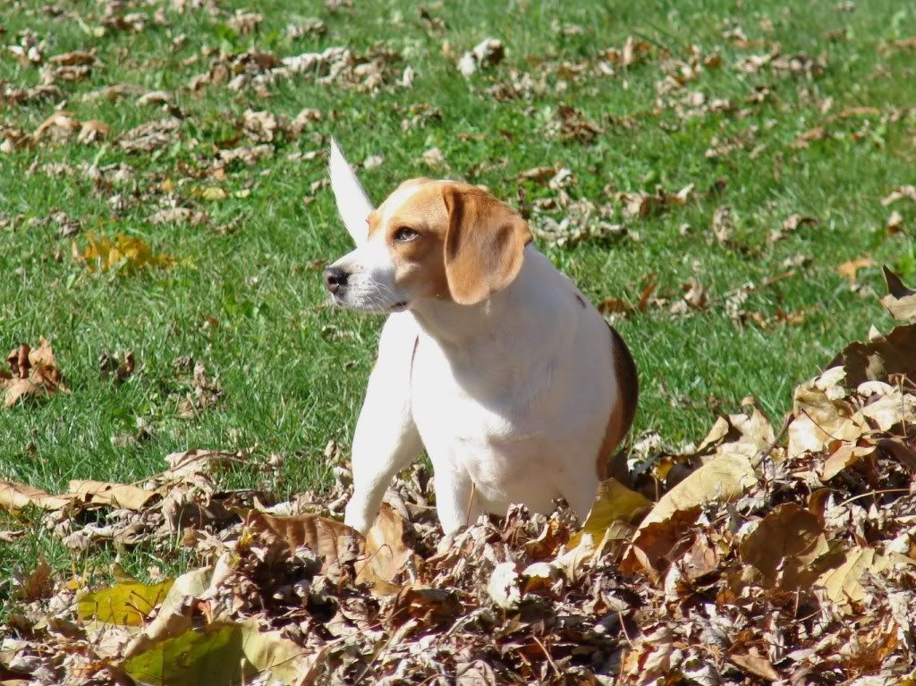 LEAVES033.jpg