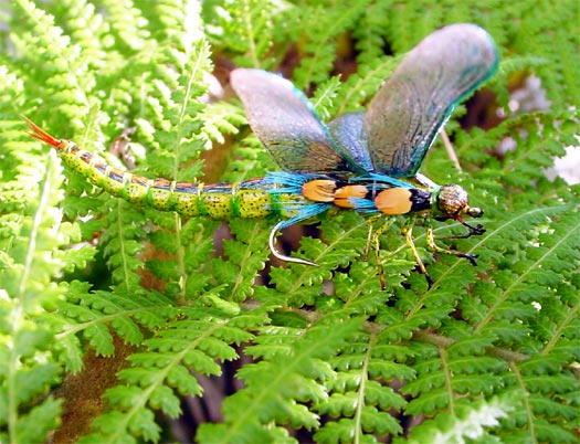 flytieing1.jpg