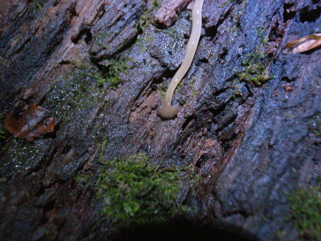 2009.07.04.R0018837.JPG