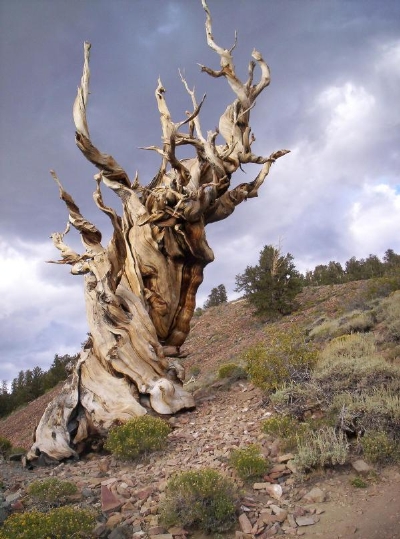 methuselahtree.jpg
