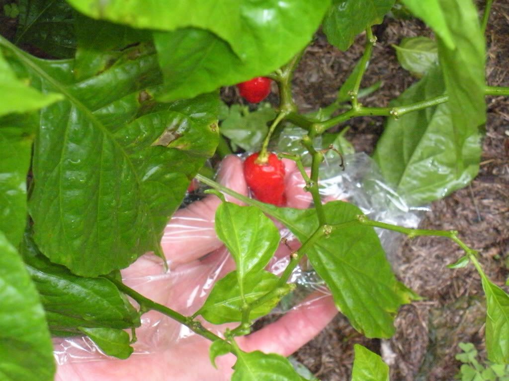 DSCN3262.jpg