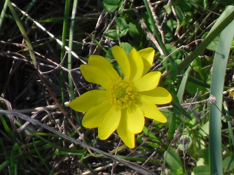 SDC12891.jpg