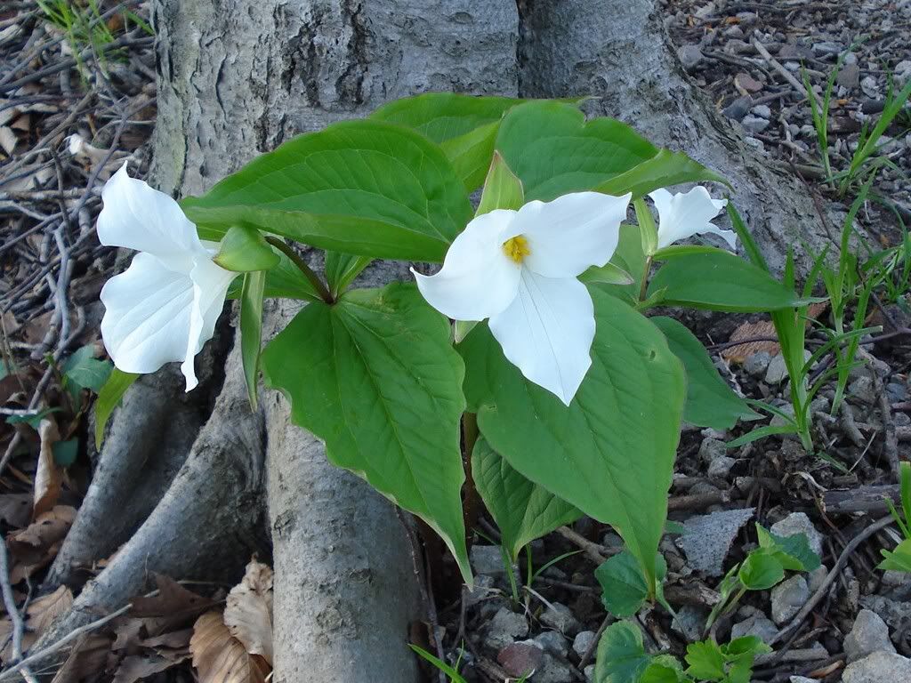 Trilliumclose-up.jpg