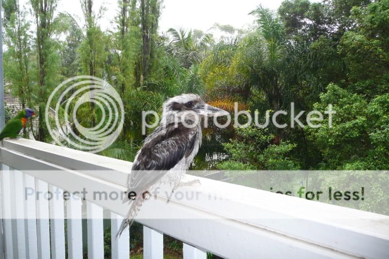 KookaburraandParrot1.jpg