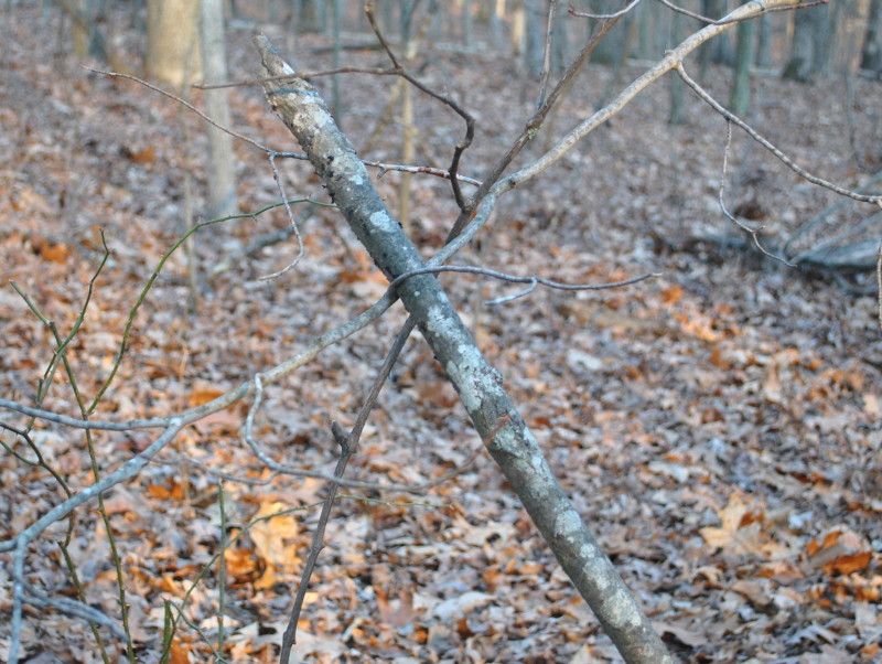 DSC_9498.jpg