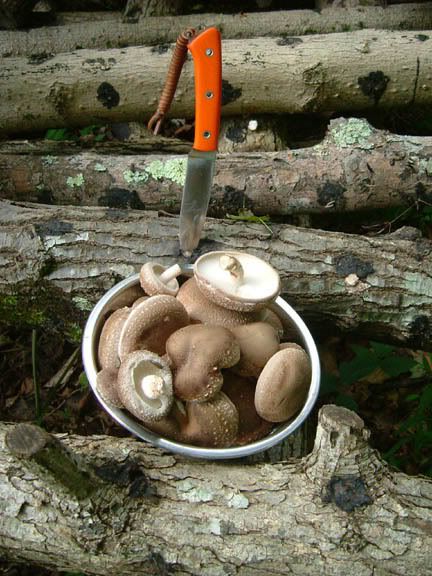 shiitake2.jpg