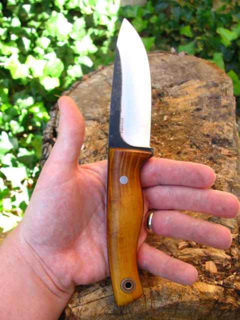 FiddlebackHunter007.jpg