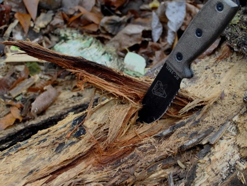 FiberousDecayedWood.jpg
