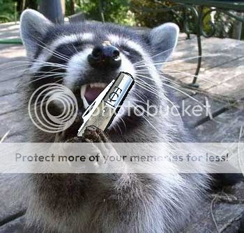 raccoon1_zpsf1efa303.jpg~original