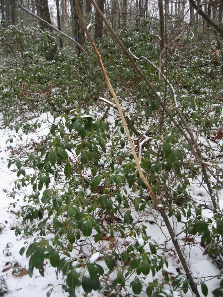 IMG_3635_zps8f91a221.jpg
