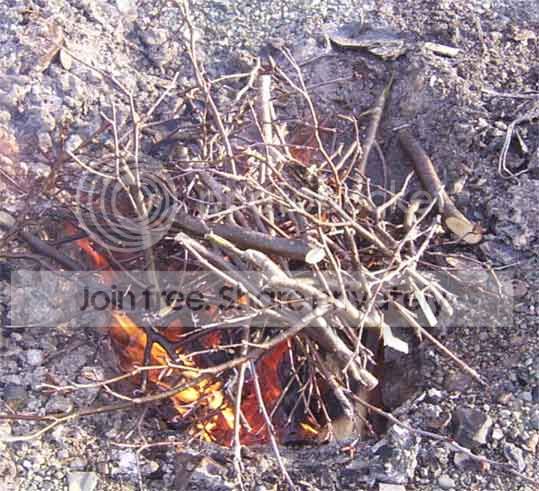 mora_2000_fire_alders.jpg