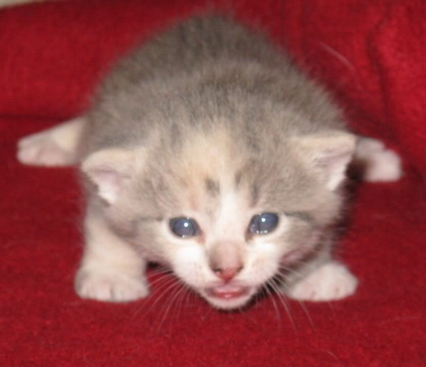 kiwi012.jpg