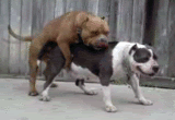 dog-throw-up.gif