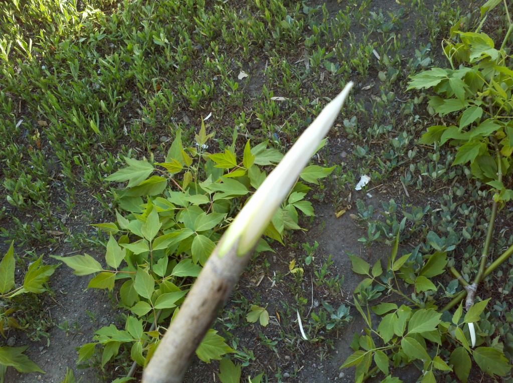 2012-05-13_19-30-45_842.jpg