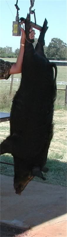 200lbpig.jpg