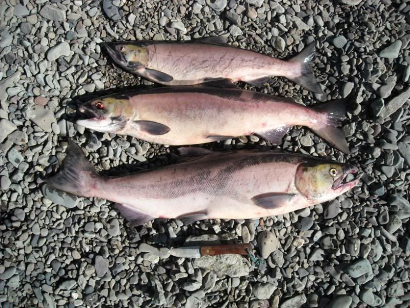 sockeye008.jpg