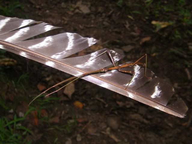 lastcostaricaandshanendoa077.jpg