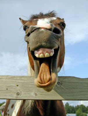 horse+trading.jpg