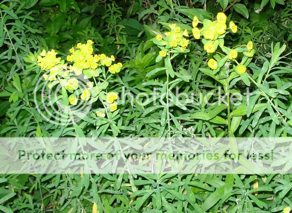 spurge1.jpg