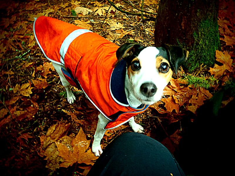 JohnDeanFall2012004.jpg