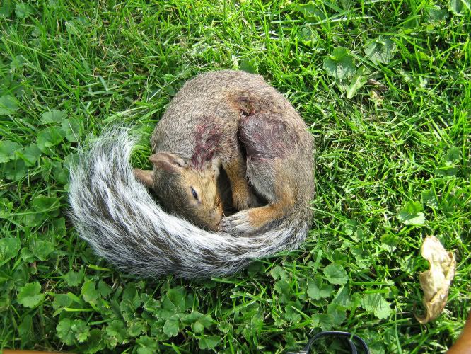 squirrel.jpg