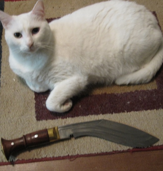 LqkDIZQ.jpg