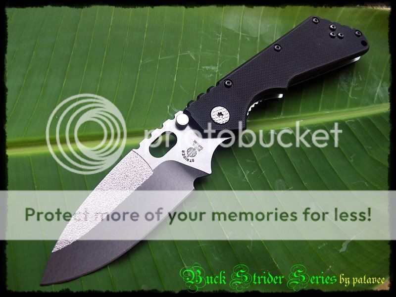 buck002.jpg