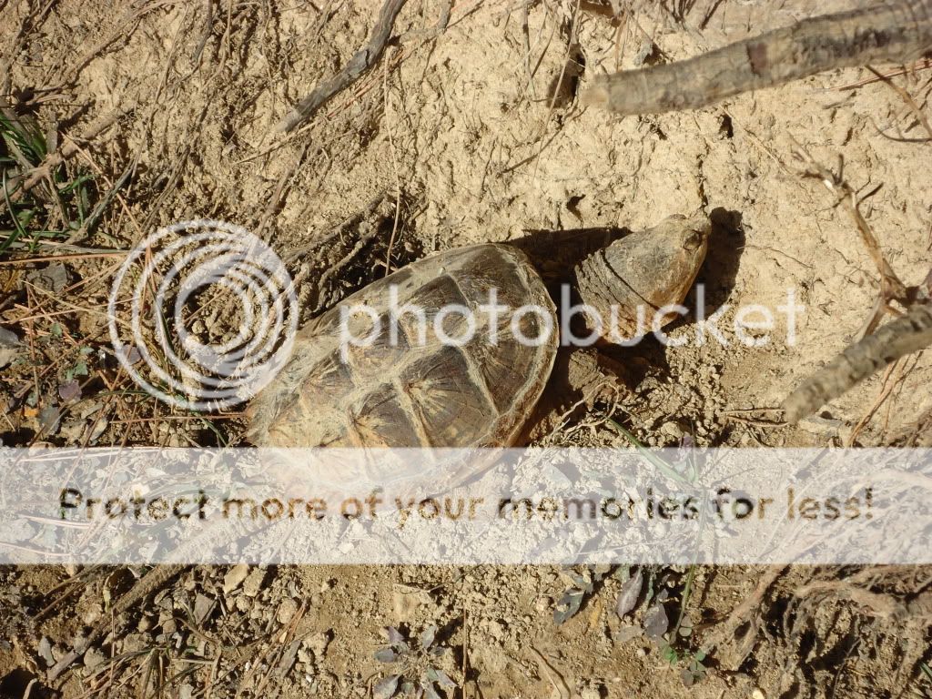 SnappingTurtle1.jpg