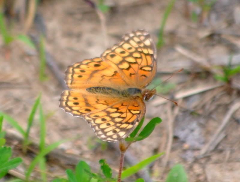 DSC_1975.jpg
