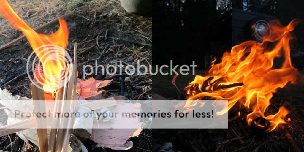 Birchferro2.jpg