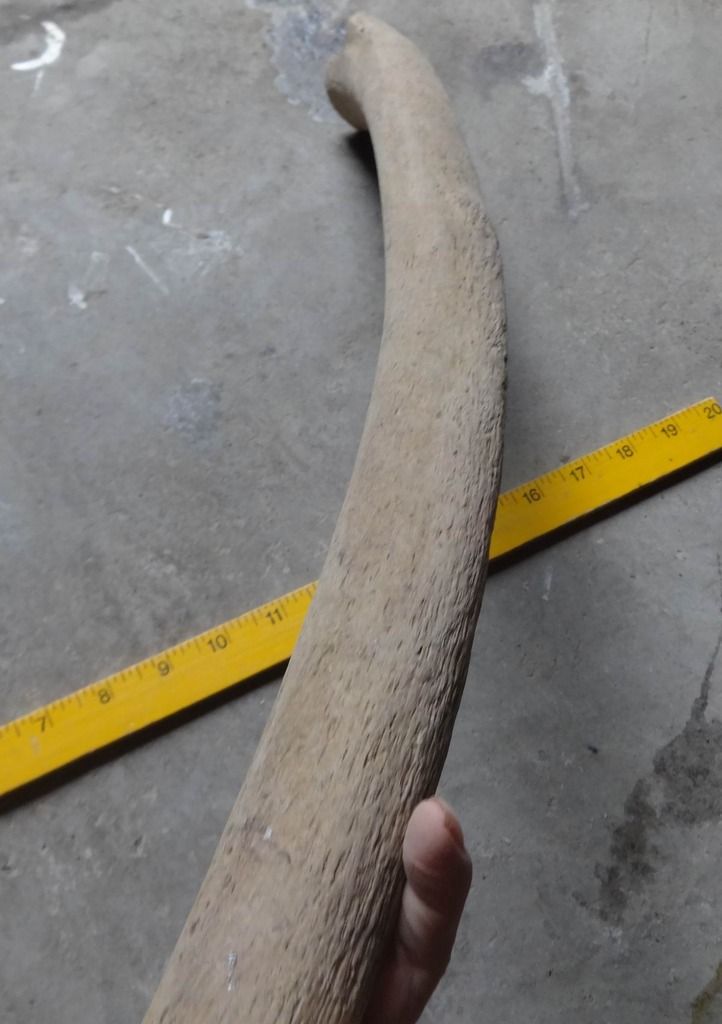 mammoth%201_zpsdevhl4fe.jpg