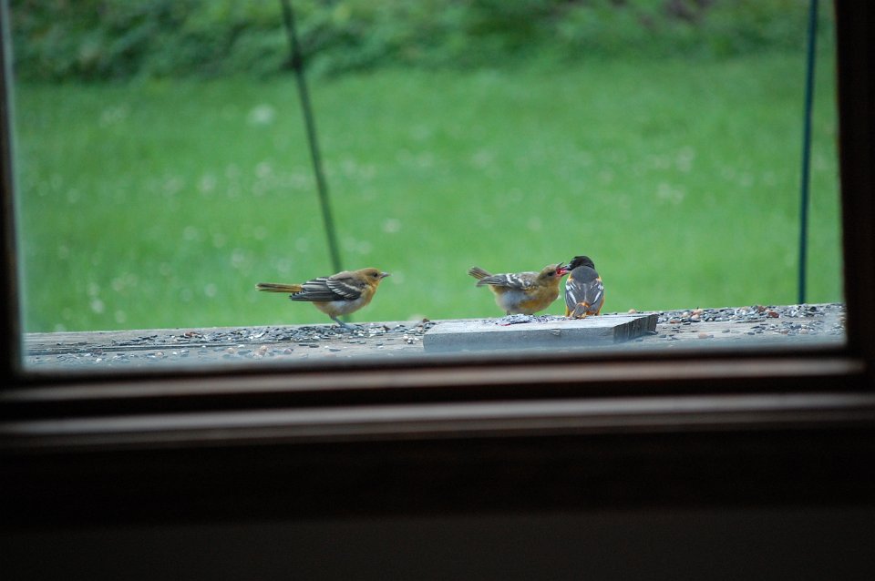 DSC_2538.JPG