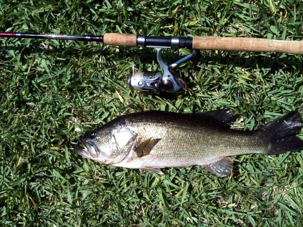 bass1.jpg