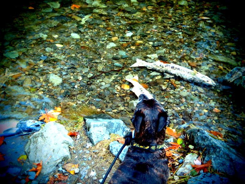 GoldStreamSalmonRun2012004.jpg