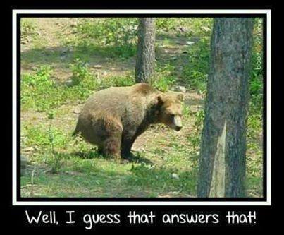 Do-bears-shit-in-the-woods.jpg