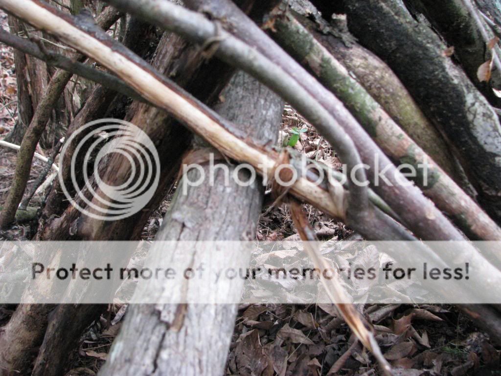 IMG_3361-1_zps1d2c4b17.jpg