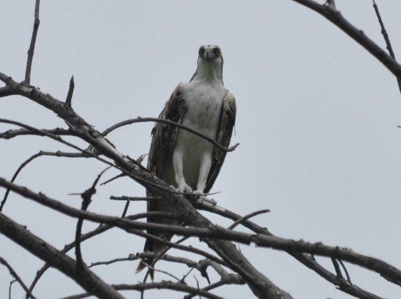 DSC_0336.jpg