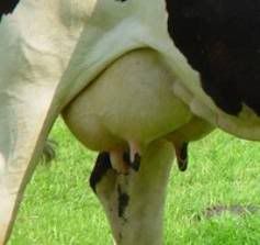 utters.jpg