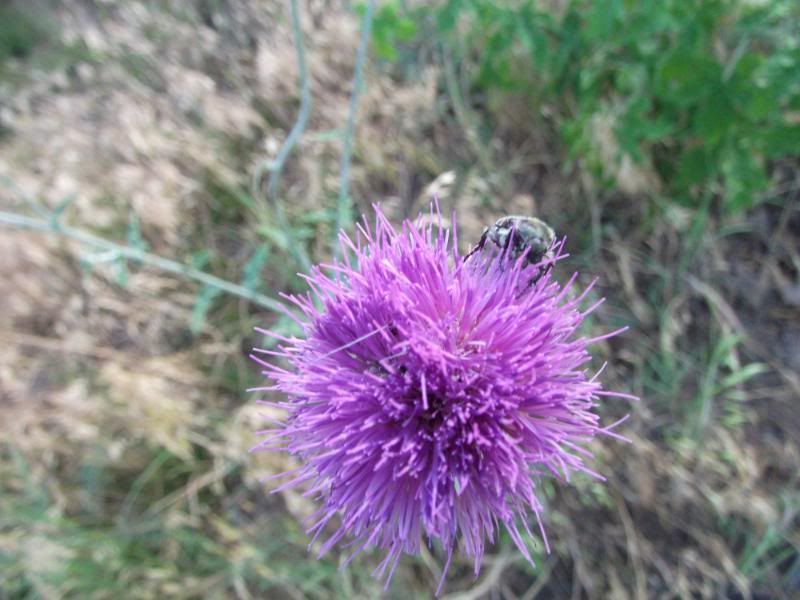 DSCF5079.jpg