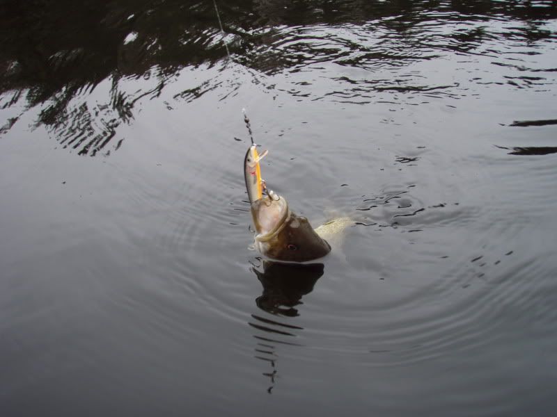 P1010043.jpg