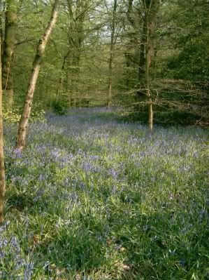 spring_woods.jpg