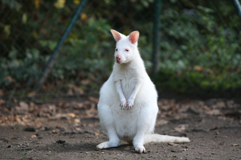Albino_Kangaroo.jpg