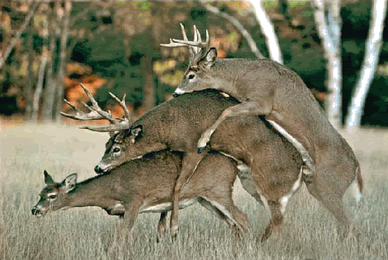 image001-1.gif