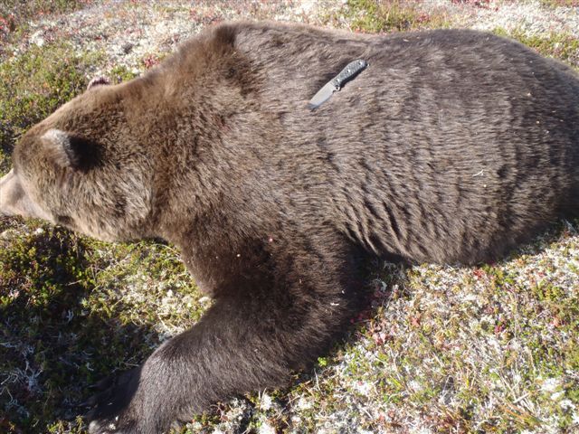 adbear1.jpg