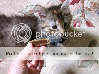 IMG_0341s.jpg~original