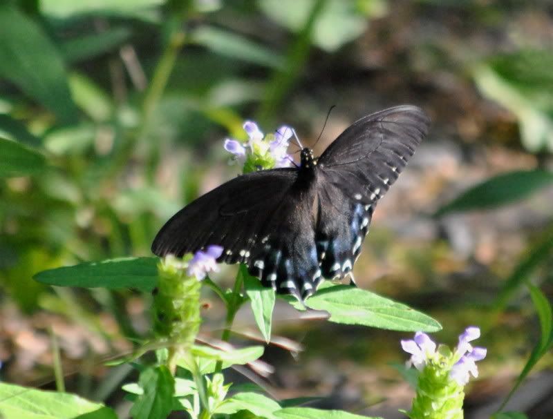 DSC_4999.jpg