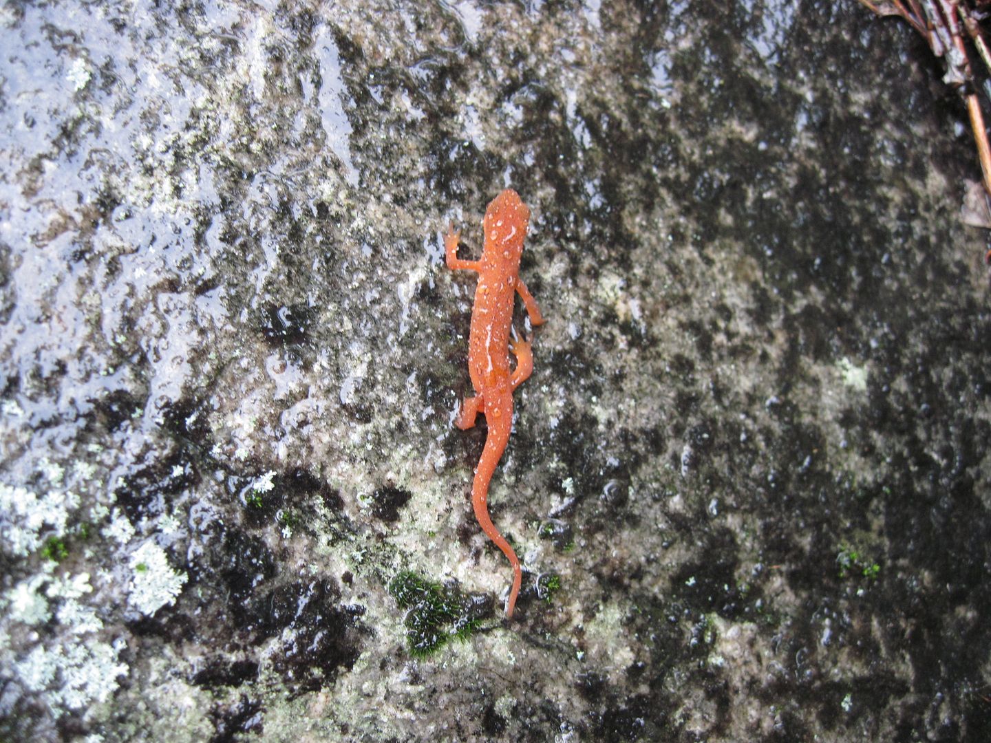 IMG_6951.jpg
