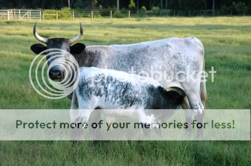 Florida_Cracker_cow_and_calf.jpg
