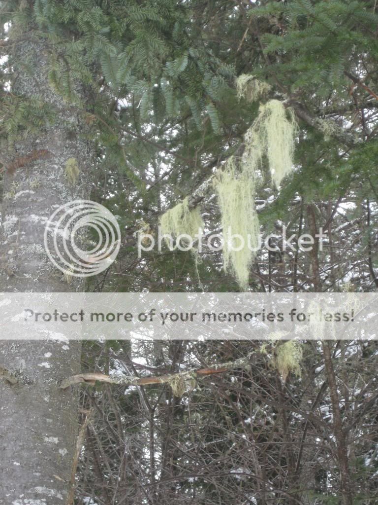 IMG_0141_zpsfad63237.jpg