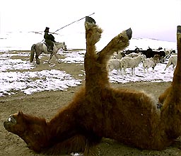 deadhorse.jpg